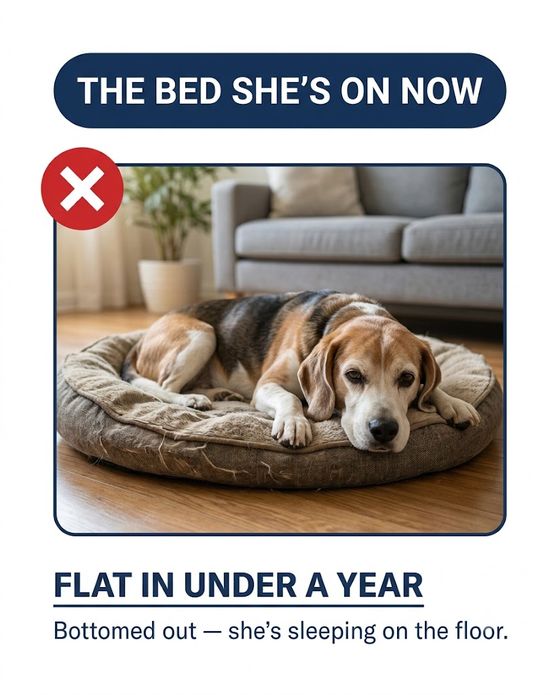 A flattened, bottomed-out dog bed — flat in under a year