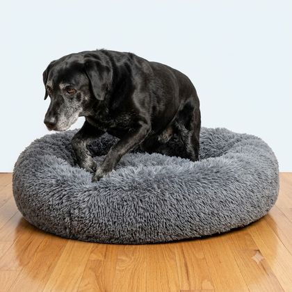 A Labrador standing on the bed on a hardwood floor